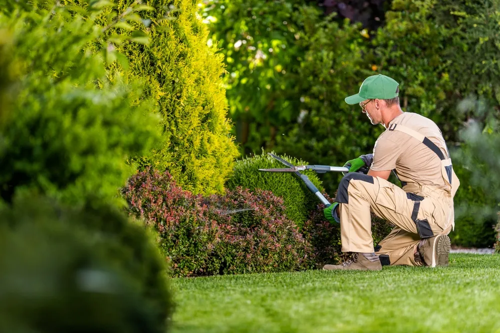 Garden Pruning Works to Maintain the Appearance of Shrubs, Bushes, Trees and Other Plants. Professional Landscaper Cutting the Overgrown Sprigs and Leaves with Garden Scissors.